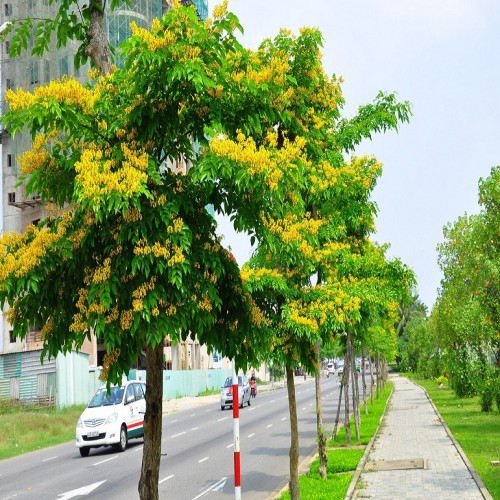 Cây giáng hương trồng cây công trình Đà Nẵng