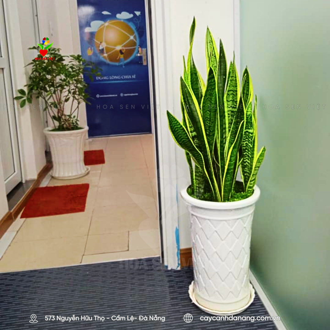 Cây lưỡi hổ Đà Nẵng - Cây xanh văn phòng Hợp phong thủy