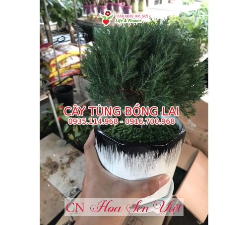 Giá cây tùng bồng lai Đà Nẵng - Cây để bàn Đà Nẵng