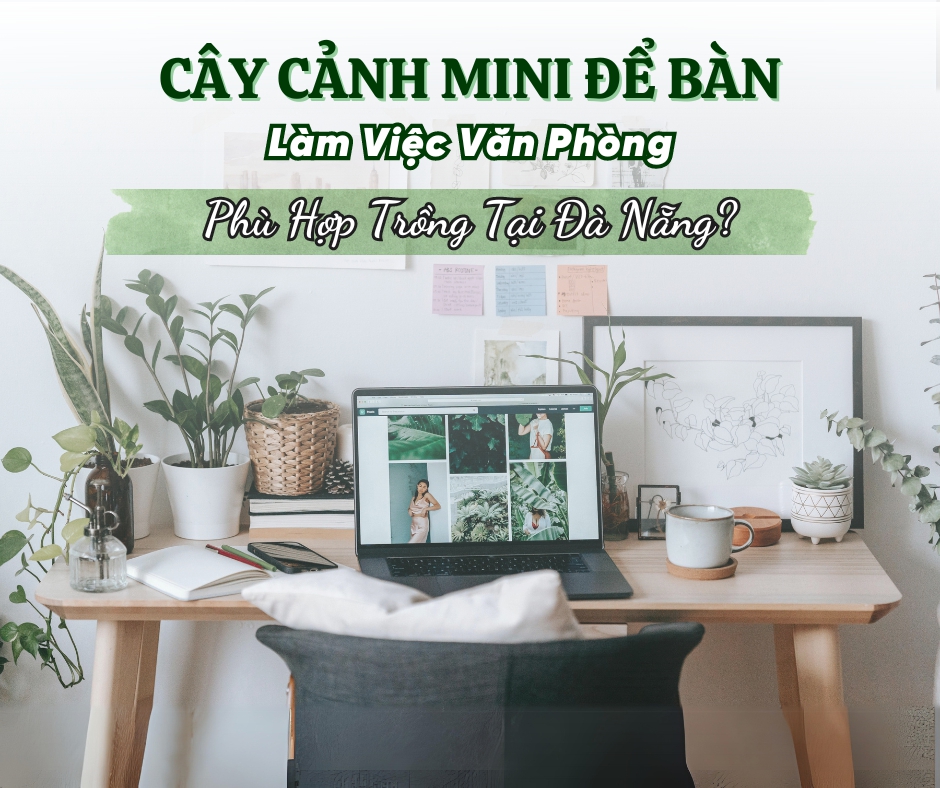Cây Cảnh Mini Để Bàn Phù Hợp Cho Dân Văn Phòng tại Đà Nẵng