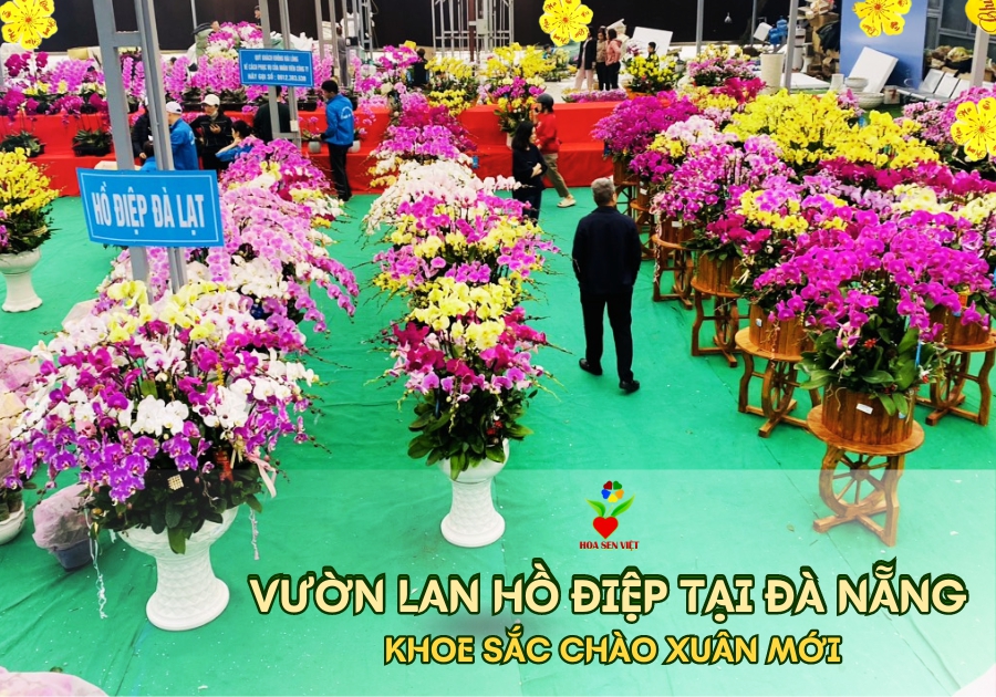 Chiêm ngưỡng vườn lan hồ điệp tại Đà Nẵng khoe sắc chào Xuân mới