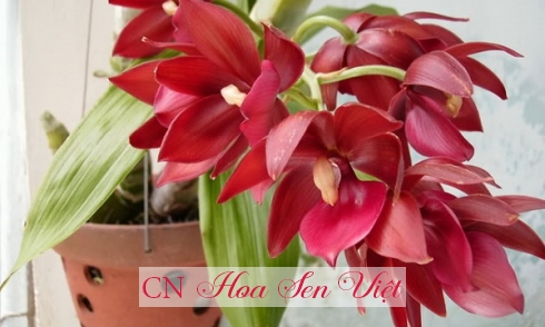 Hoa lan Thiên Nga – Loài hoa tình yêu lãng mạn