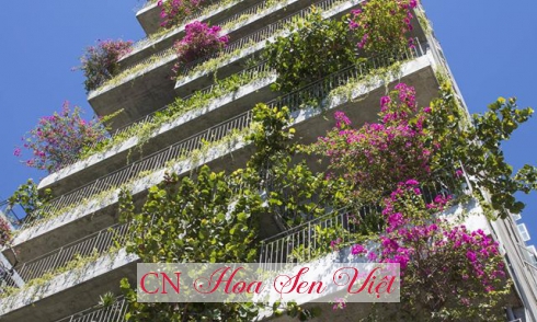 Những loại cây trồng khí hậu biển có thể trồng trên ban công khách sạn, nhà.... tại Đà Nẵng