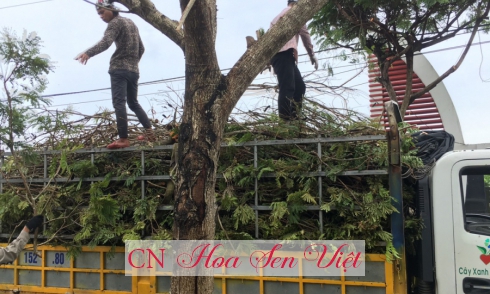 Dịch vụ thi công cắt tỉa cây xanh Đà Nẵng