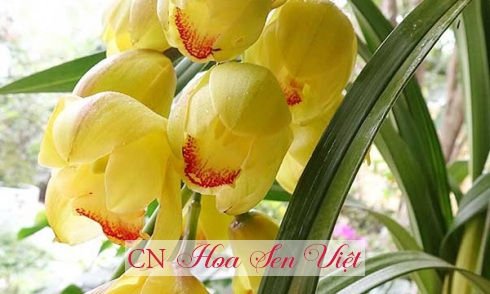 Hoa địa lan vàng - đặc điểm và cách chăm sóc