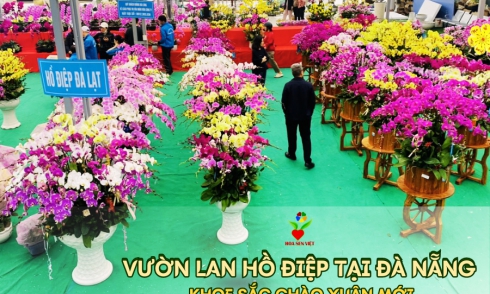Chiêm ngưỡng vườn lan hồ điệp tại Đà Nẵng khoe sắc chào Xuân mới