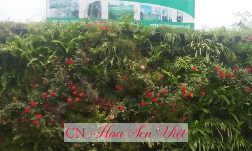Vườn tường Đà Nẵng, thi công vườn tường, cung cấp thiết bị làm vườn tường tại Đà Nẵng