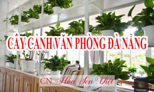 Báo giá cây xanh, cây cảnh văn phòng Đà Nẵng