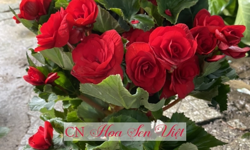 5 loại cây hoa cảnh tặng dịp ngày lễ Phụ Nữ Việt Nam 20/10/2020