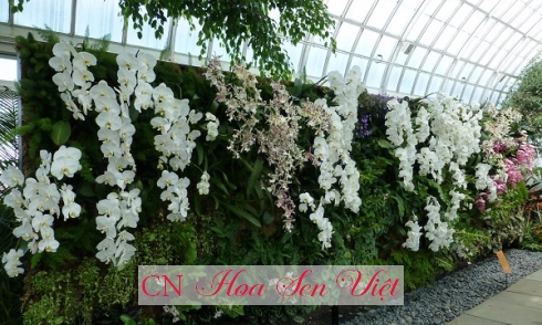 Hoa lan tường – Loài hoa lan đẹp mang lại may mắn tài lộc