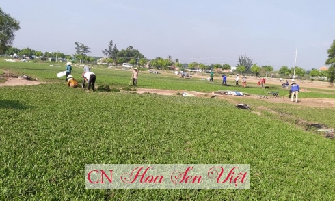Dịch vụ chăm sóc cây sân vườn Đà Nẵng