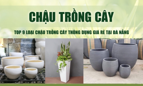 Top 9 loại chậu trồng cây thông dụng giá rẻ tại Đà Nẵng