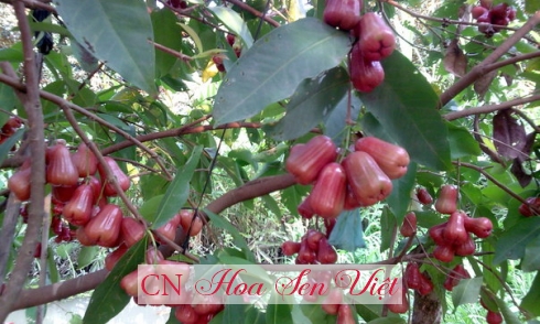 Kỹ thuật trồng và chăm sóc cây roi đỏ Thái Lan