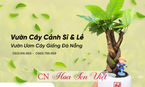 Vườn ươm cây giống Đà Nẵng nổi bật với nhiều giống cây trồng