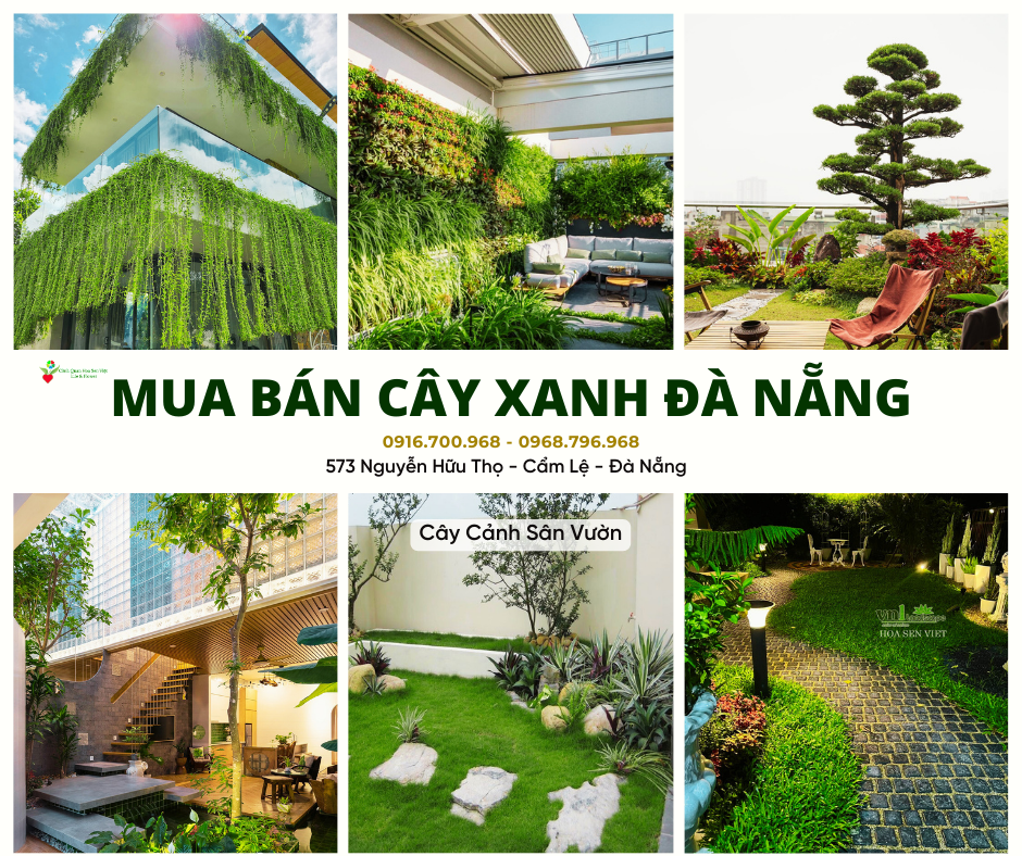 Thi công công trình xanh Vườn Cây Cảnh Hoa Sen Việt - Cây cảnh Hà Huy Tập Đà Nẵng 