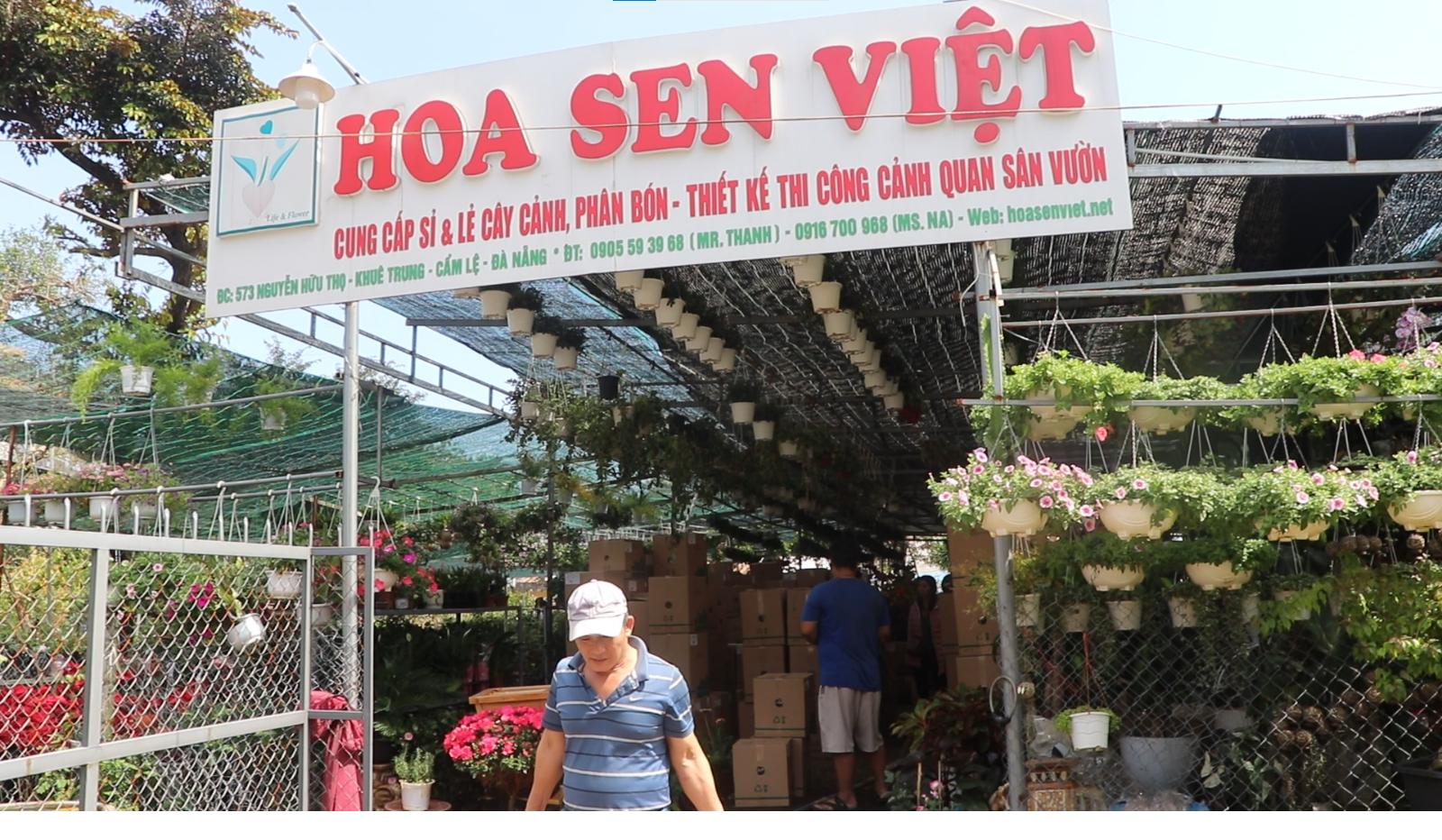 Cây cảnh Đà Nẵng - Hoa Sen Việt - Shop cây cảnh gần đây được mua nhiều nhất Đà Nẵng