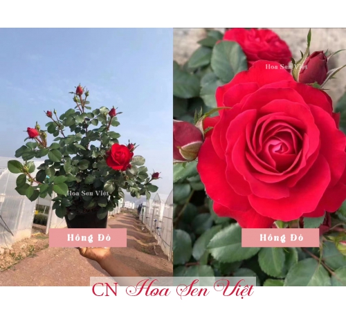Hoa hồng màu hồng đỏ đẹp rực rỡ tại Đà Nẵng