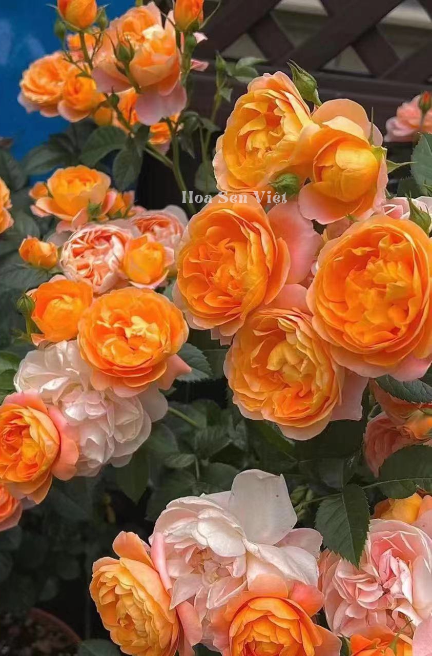 Hoa hồng leo Cẩm My - Lady of Shalott có màu cam đẹp dễ chăm sóc tại Đà Nẵng