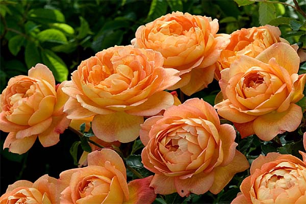 Bông Hoa hồng leo cam Cẩm My cách chăm sóc hoa nở đẹp tại Đà Nẵng