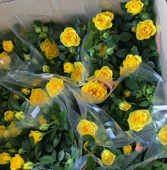 Hoa Hồng màu Vàng đẹp lạ mắt tại Đà Nẵng
