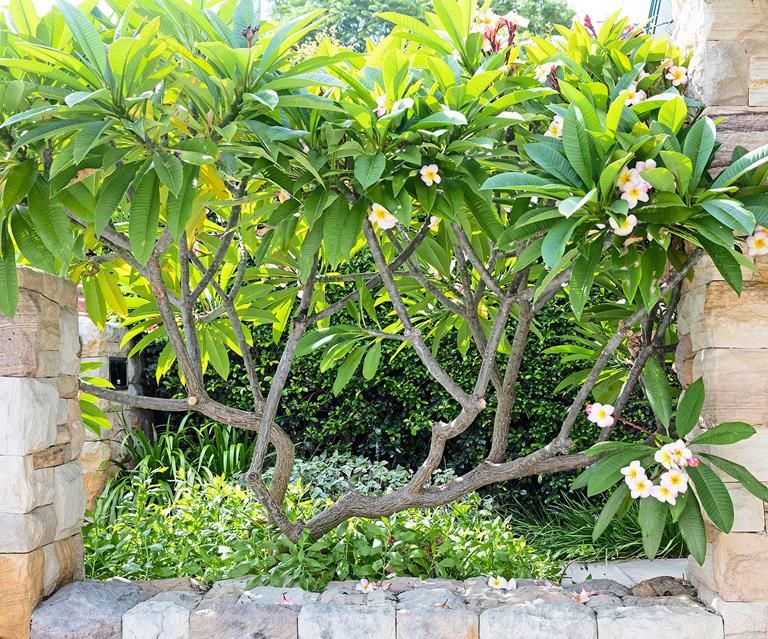 Giá bán cây sứ đại đẹp Đà Nẵng