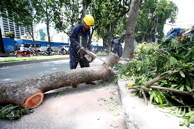 Giá dịch vụ cắt tỉa cây xanh tại Đà Nẵng