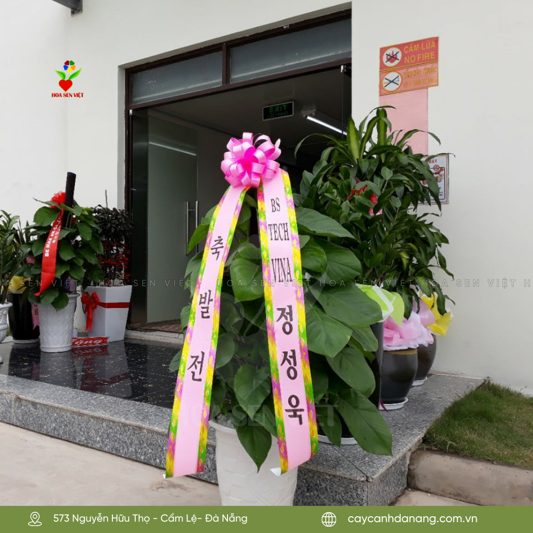 Cây Hàn Quốc để bàn tặng khai trương, chúc mừng tại Đà Nẵng