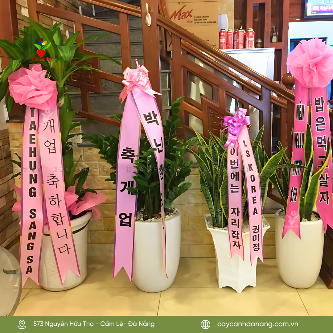 Cây Hàn Quốc tặng khai trương nhà hàng Hàn Quốc tại Đà Nẵng