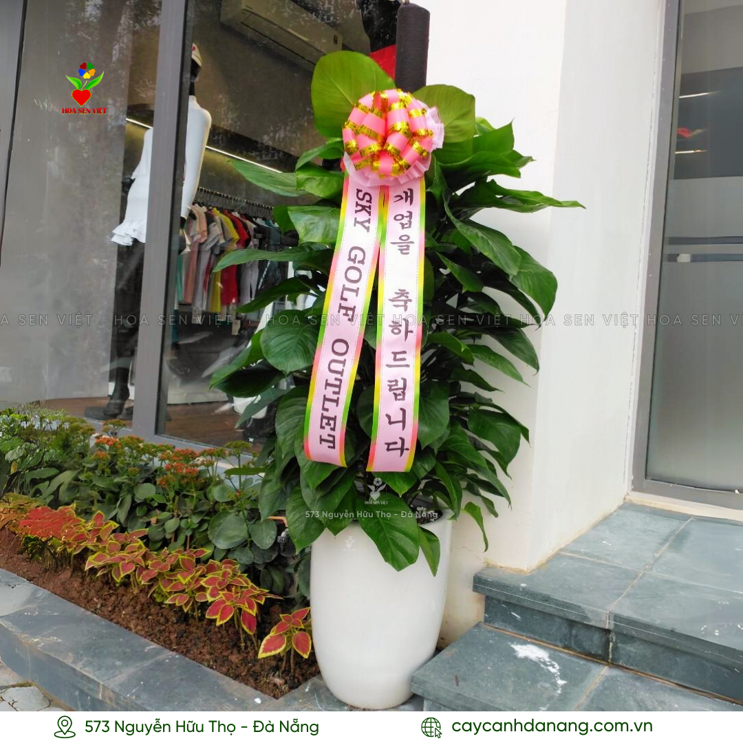 Cây Hàn Quốc tặng khai trương tại Đà Nẵng với cây trầu bà cột