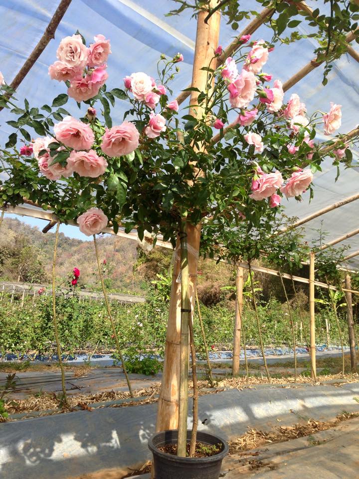 Cây hoa hồng nở đẹp trước nắng tại Đà Nẵng