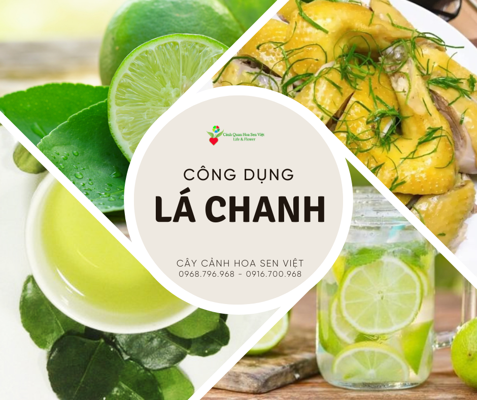 Công dụng của lá chanh chữa bệnh và ẩm thực - Cây cảnh Đà Nẵng - Hoa Sen Việt