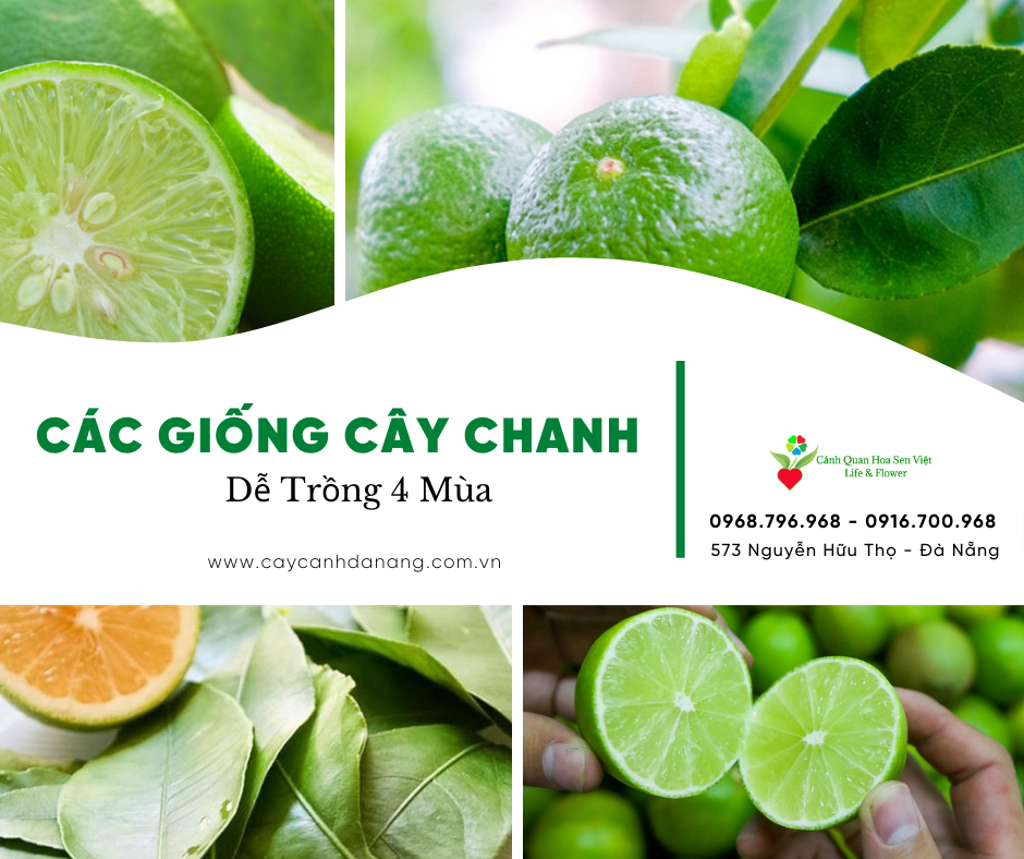 Cách phân biệt các giống chanh - Cây cảnh Đà Nẵng - Hoa Sen Việt