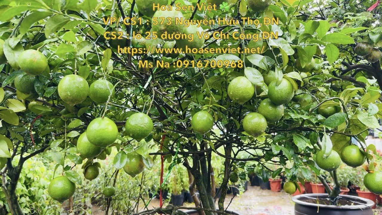 Cây chanh tứ quý ra quả quanh 4 mùa - Vườn ươm cây ăn trái Đà Nẵng