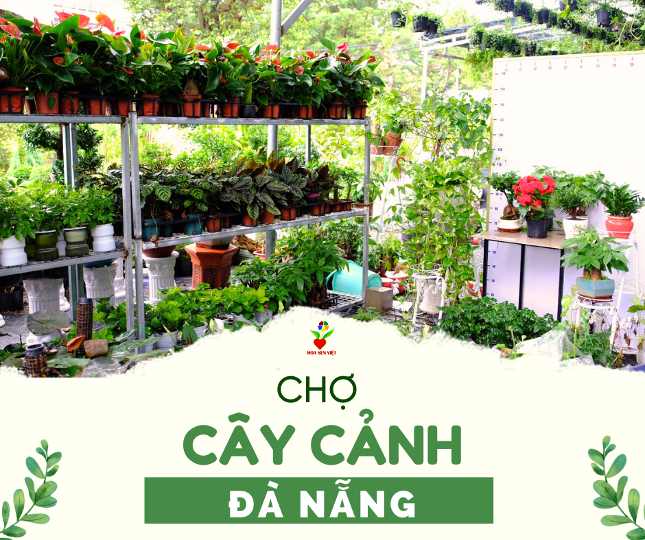 Chợ cây cảnh Đà Nẵng với các quyền lợi đặc biệt về giá cả và chất lượng