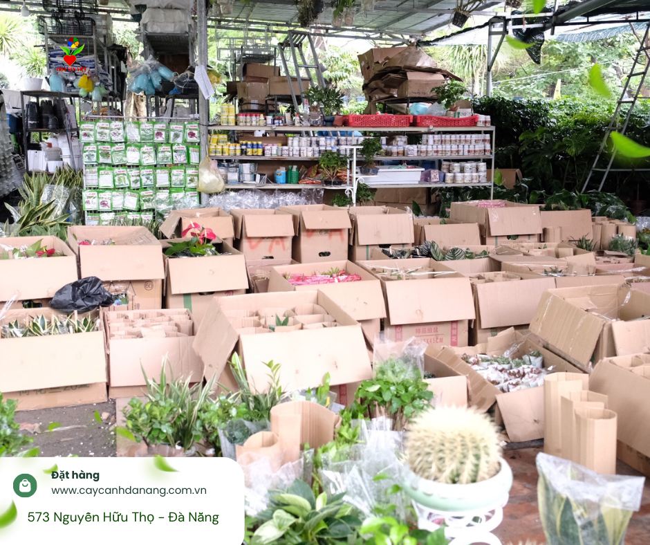 Chợ cây cảnh Đà Nẵng đa dạng các loại cây và chất lượng đảm bảo