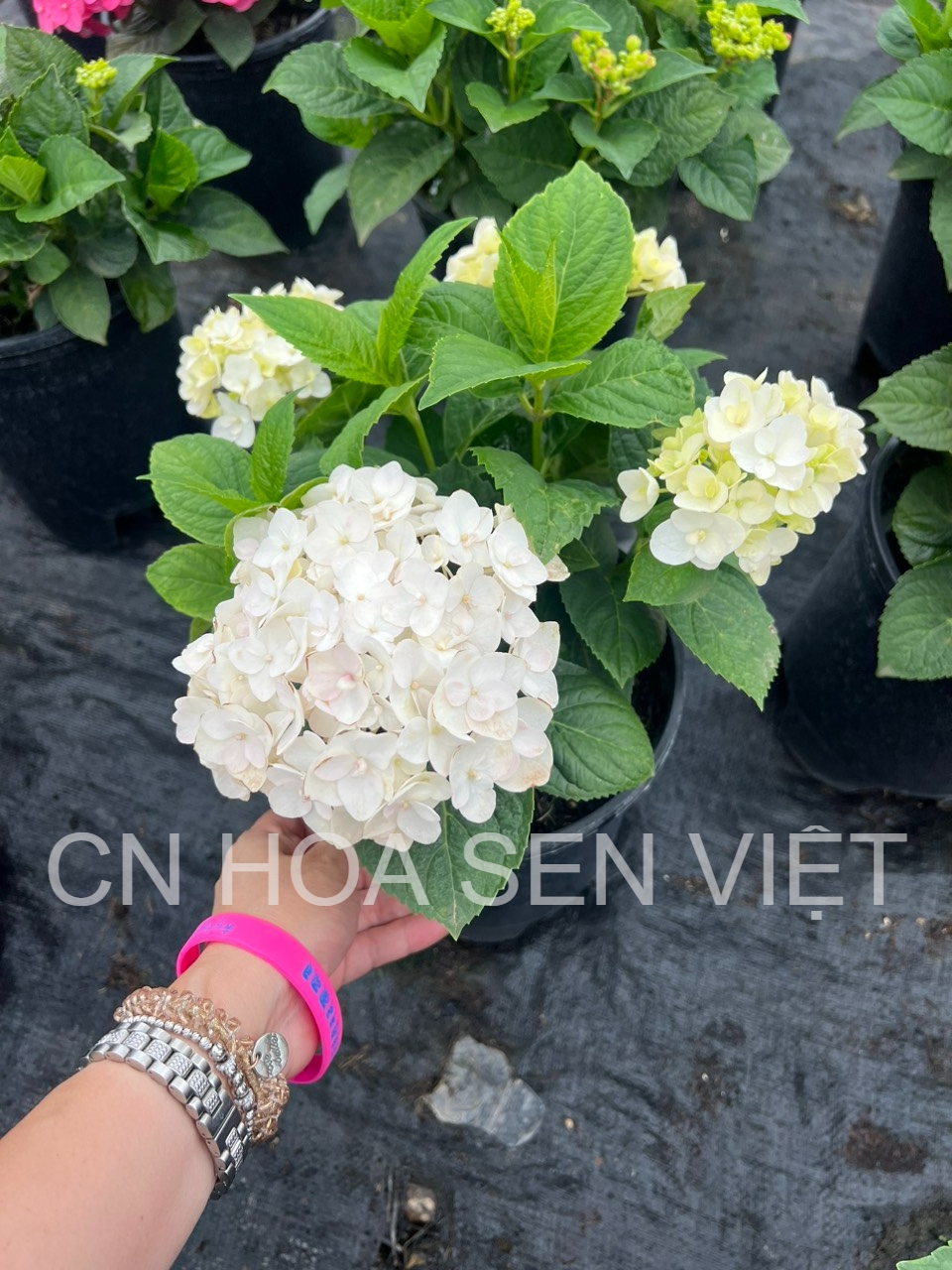 Điểm bán Hoa Cẩm tú cầu trắng đẹp, chất lượng tại Đà Nẵng  - Hoa Sen Việt