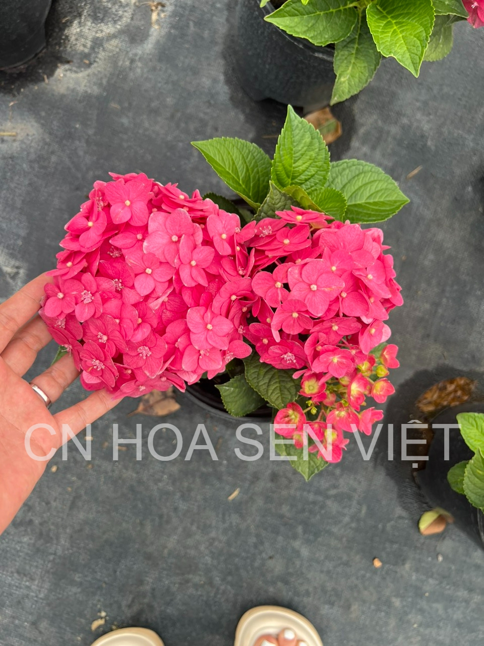 Hoa cẩm tú cầu màu sắc rực rỡ tại Đà Nẵng - Hoa Sen Việt