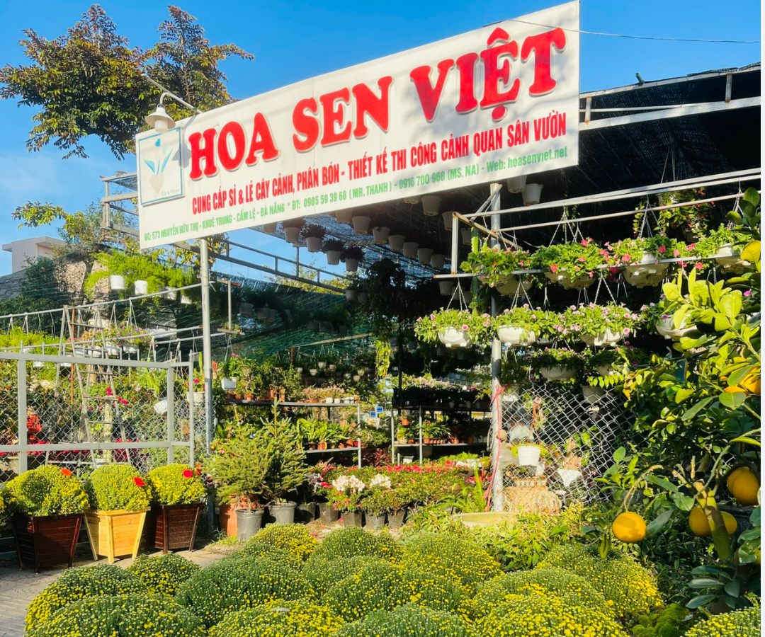 hoasenviet chuyen cham soc cay xanh canh quan da nang