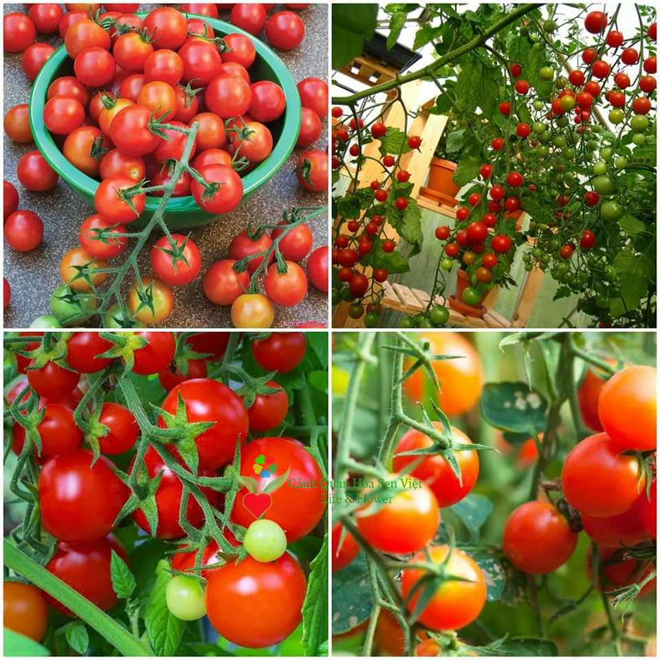 Hạt giống cà chua - Vật tư nông nghiệp Hoa Sen Việt