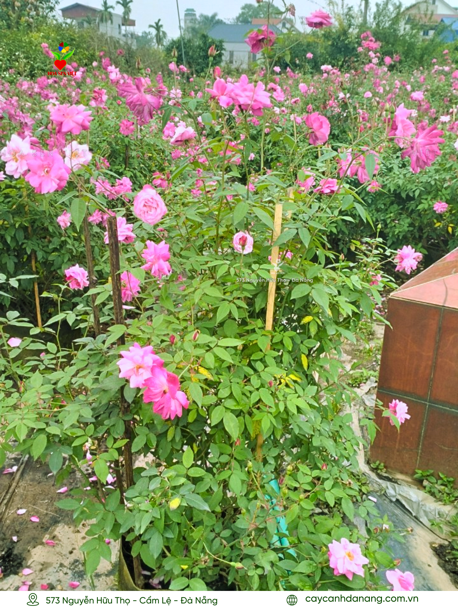 Hoa hồng cao tại Đà Nẵng