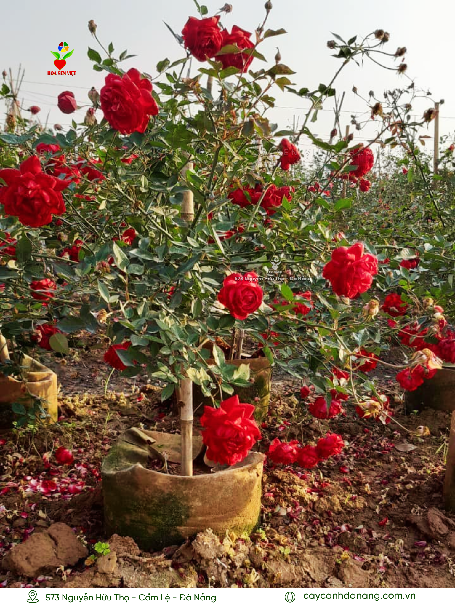 Hoa hồng cổ rất hiếm tại Đà Nẵng