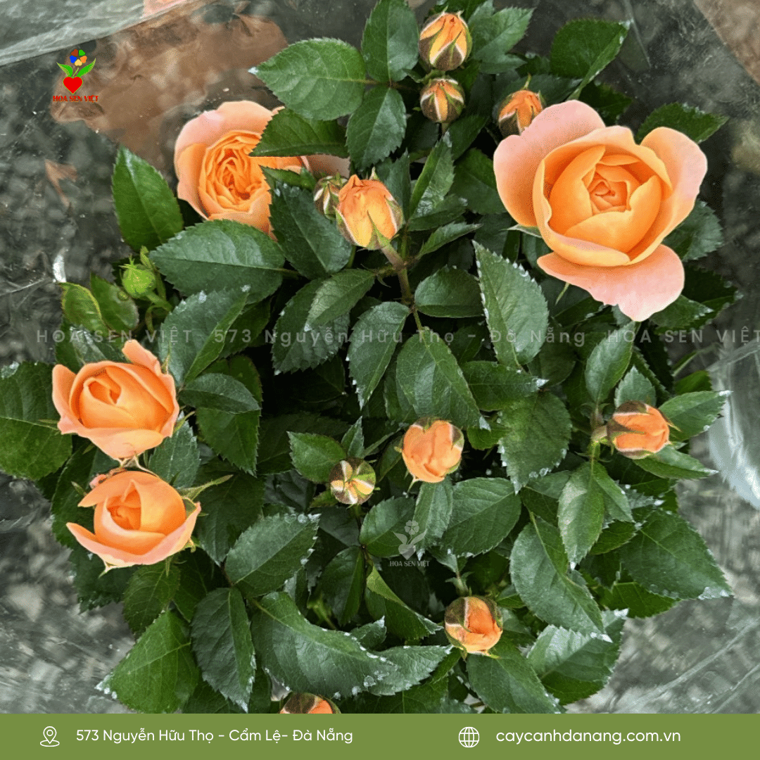 Hoa hồng tại Đà Nẵng , chậu hoa hoa hồng dễ chăm sóc và tiết kiệm
