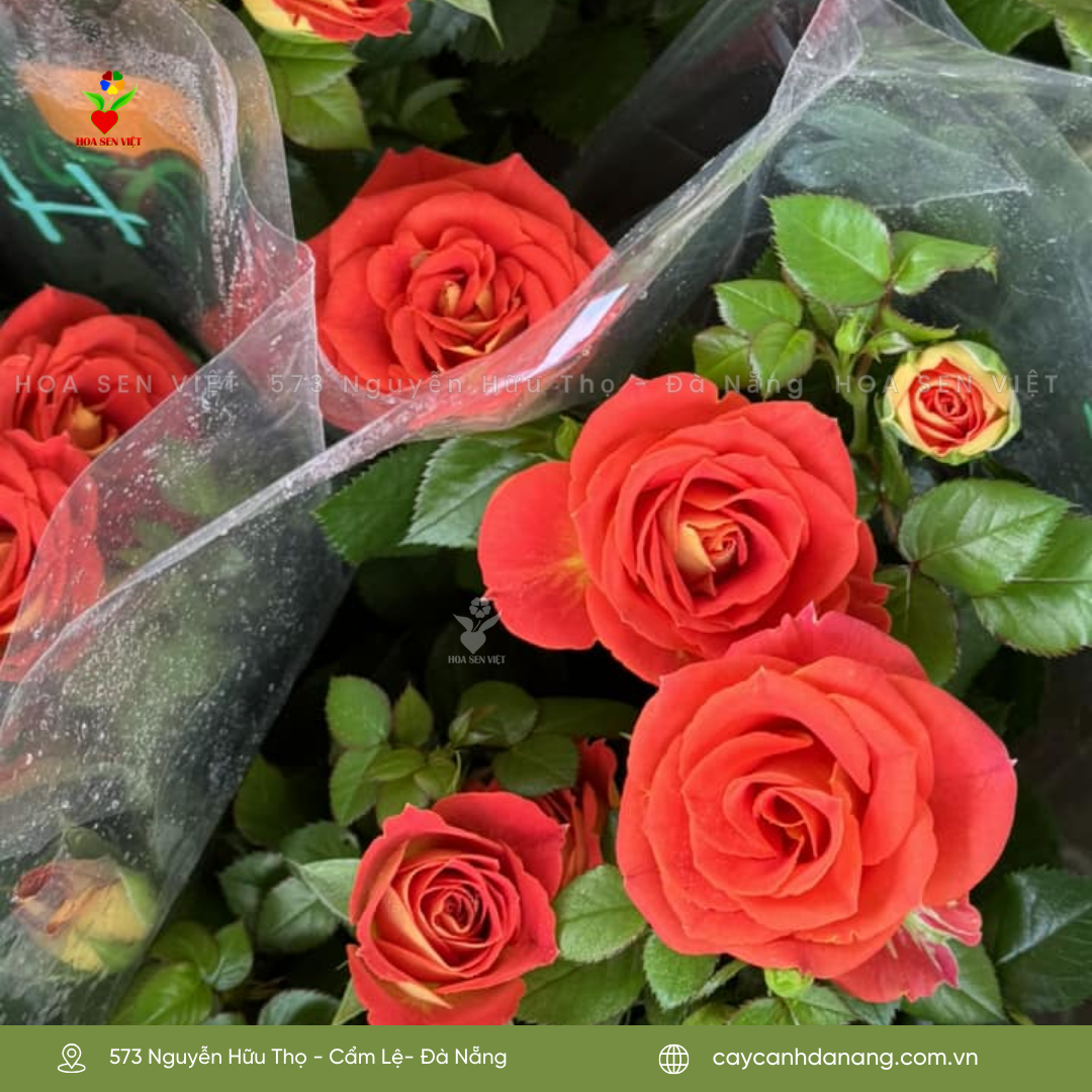 Hoa hồng rực rỡ tại vườn hoa Đà Nẵng