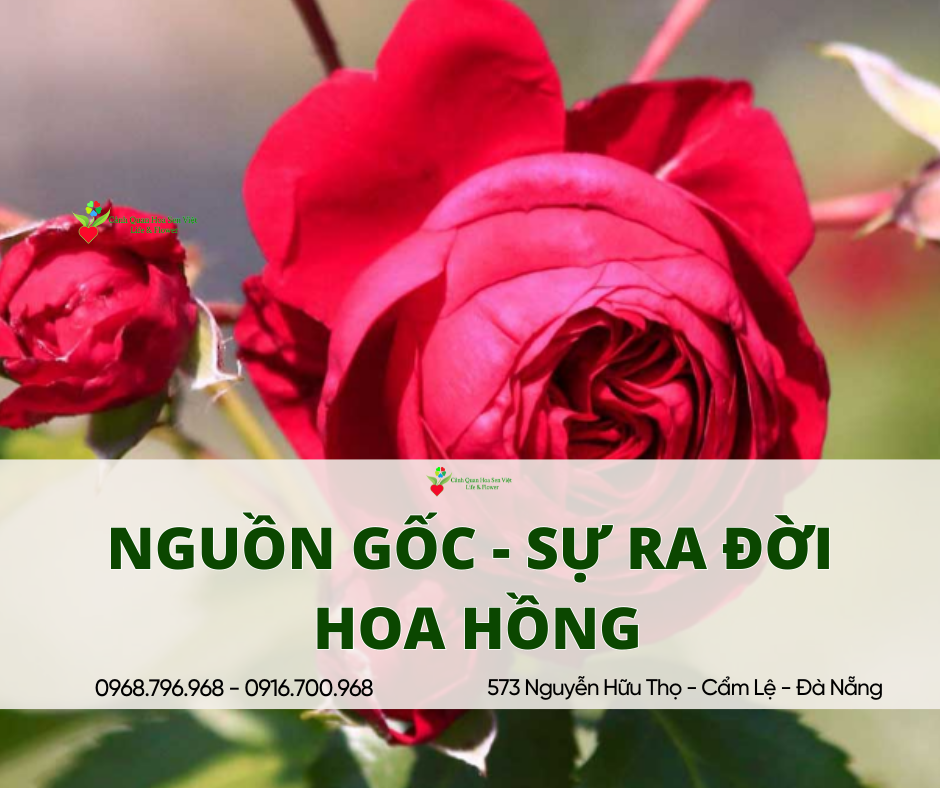 Nguồn gốc sự ra đời cây hoa hồng - Địa chỉ bán hoa hồng tại Đà Nẵng