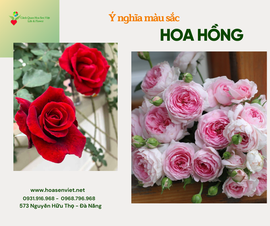 Ý nghĩa màu sắc của hoa hồng - Địa điểm bán hoa hồng tại Đà Nẵng