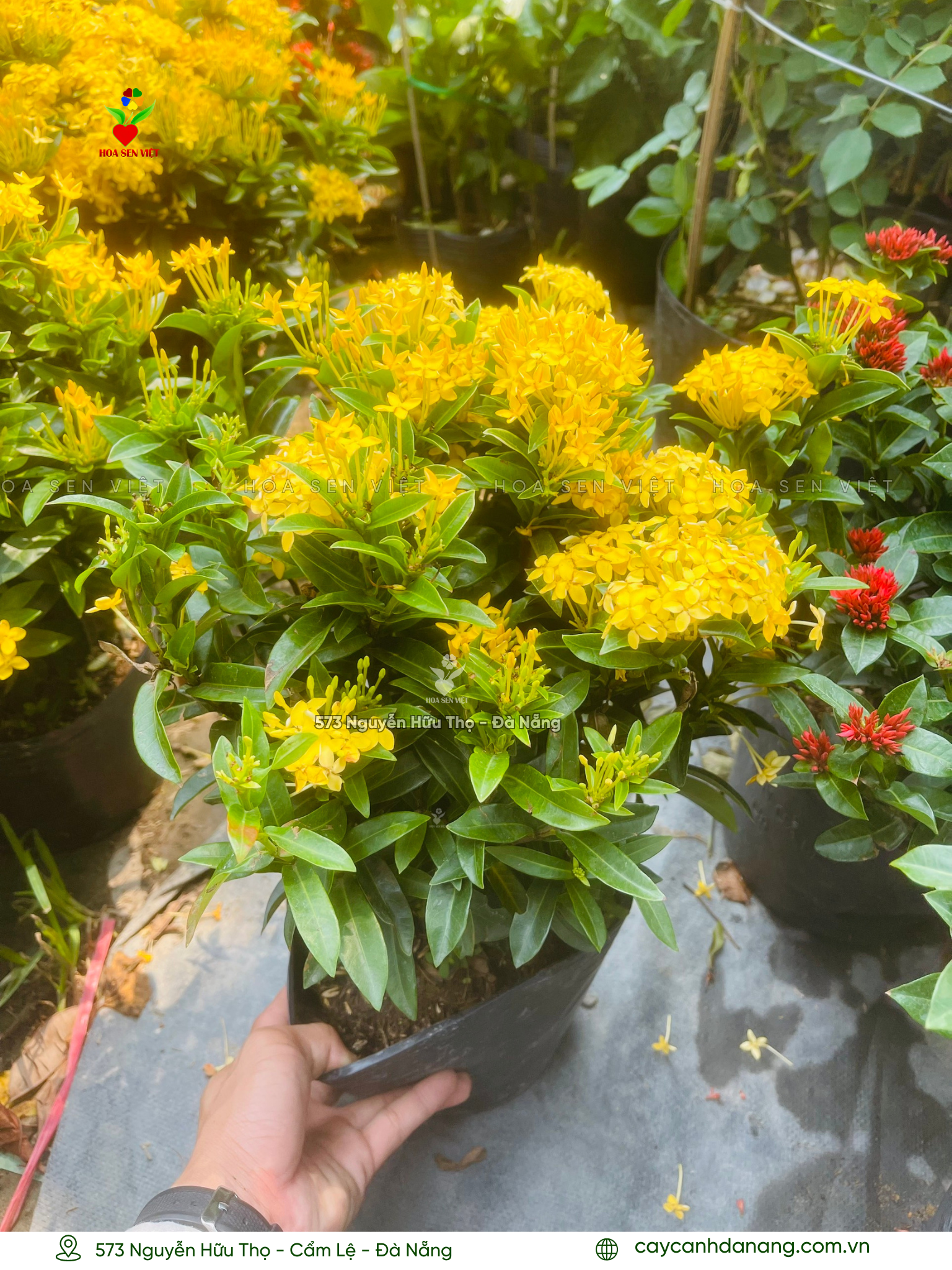 Mua hoa trang nhật tại Đà Nẵng với giá rẻ và cách chăm sóc đơn giản