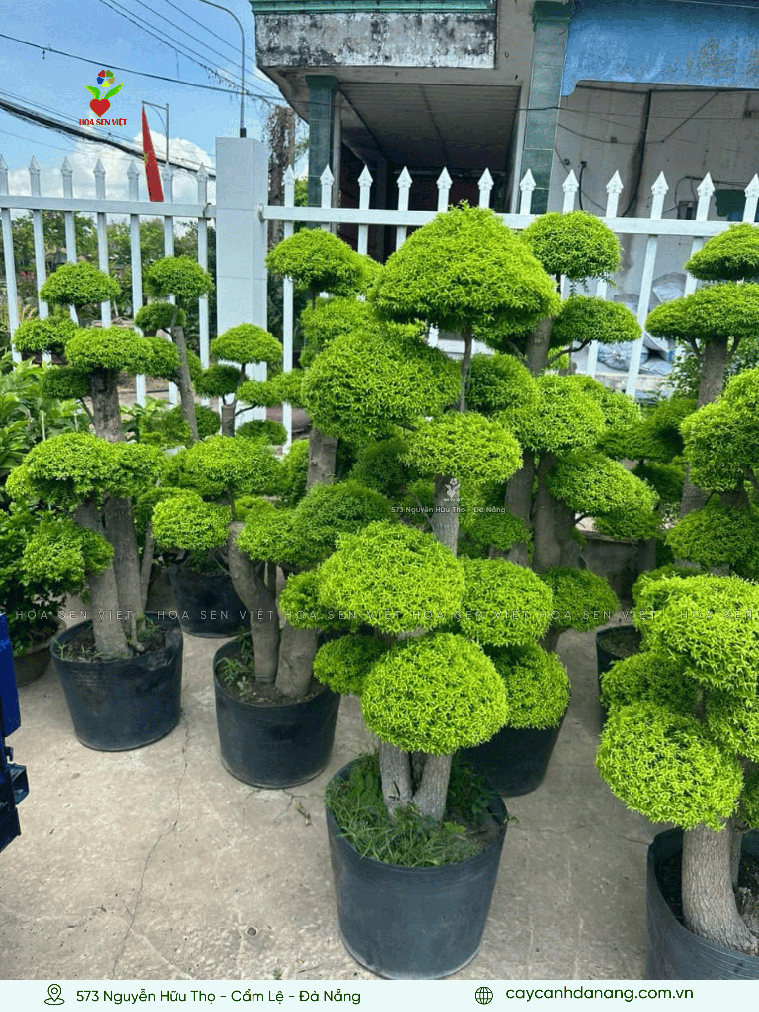Mai chiếu thủy dáng bonsai đẹp làm cây cảnh phong thủy tại Đà Nẵng