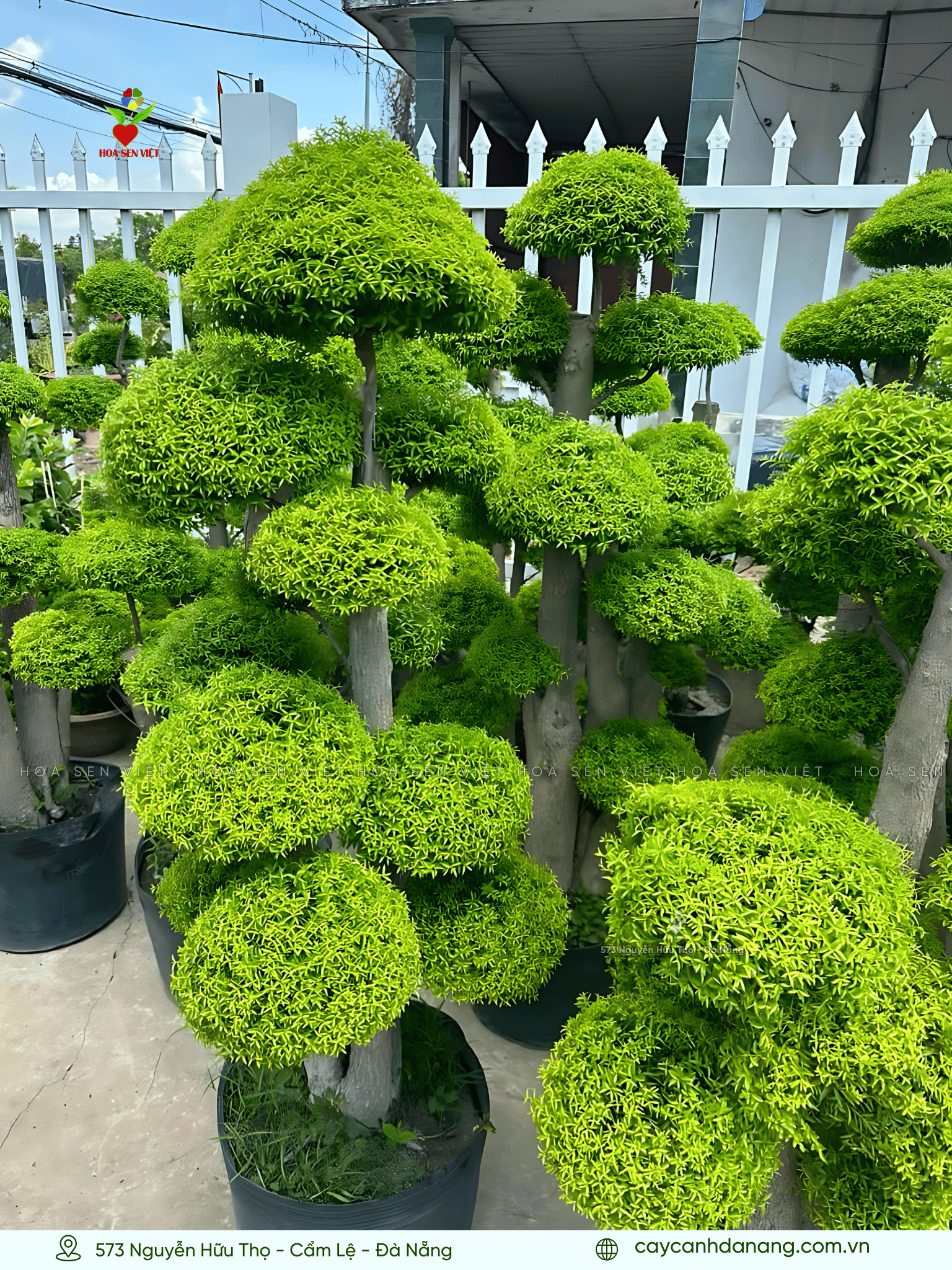 Mai chiếu thủy dáng bonsai đẹp làm cây cảnh phong thủy tại Đà Nẵng
