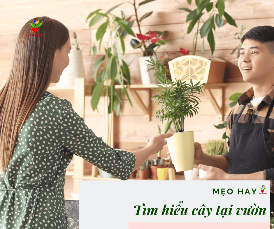 Mẹo mua cây tại các vườn cây cảnh Hà Huy Tập Đà Nẵng