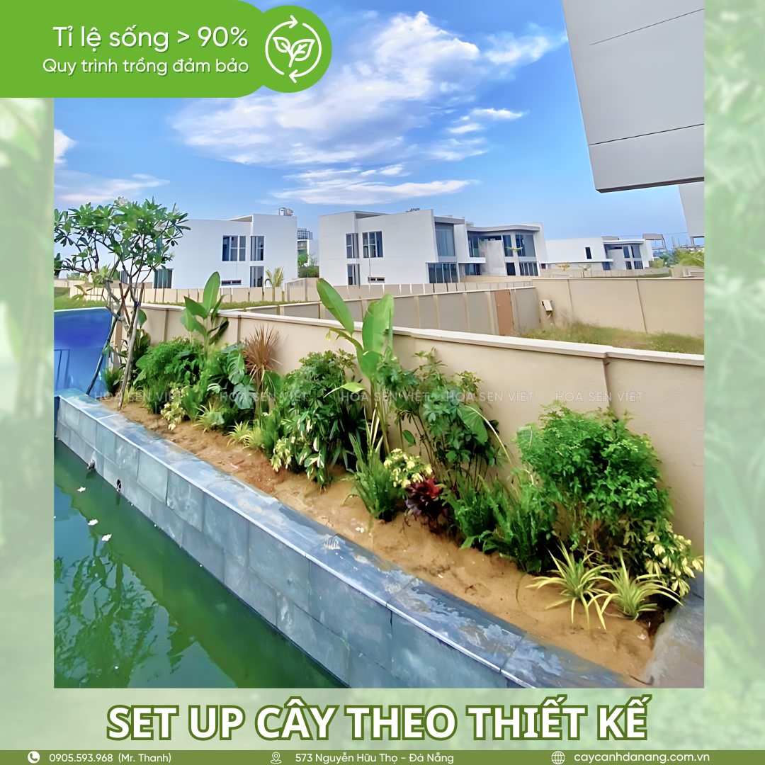 Setup cây theo thiết kế và đảm bảo tỉ lệ sống >90% - Thiết kế và thi công sân vườn Đà Nẵng
